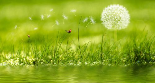 Accompagnement par visioconférence